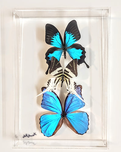 blue butterflies preserved in acrylic display
