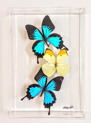 Framed butterflies preserved in acrylic display