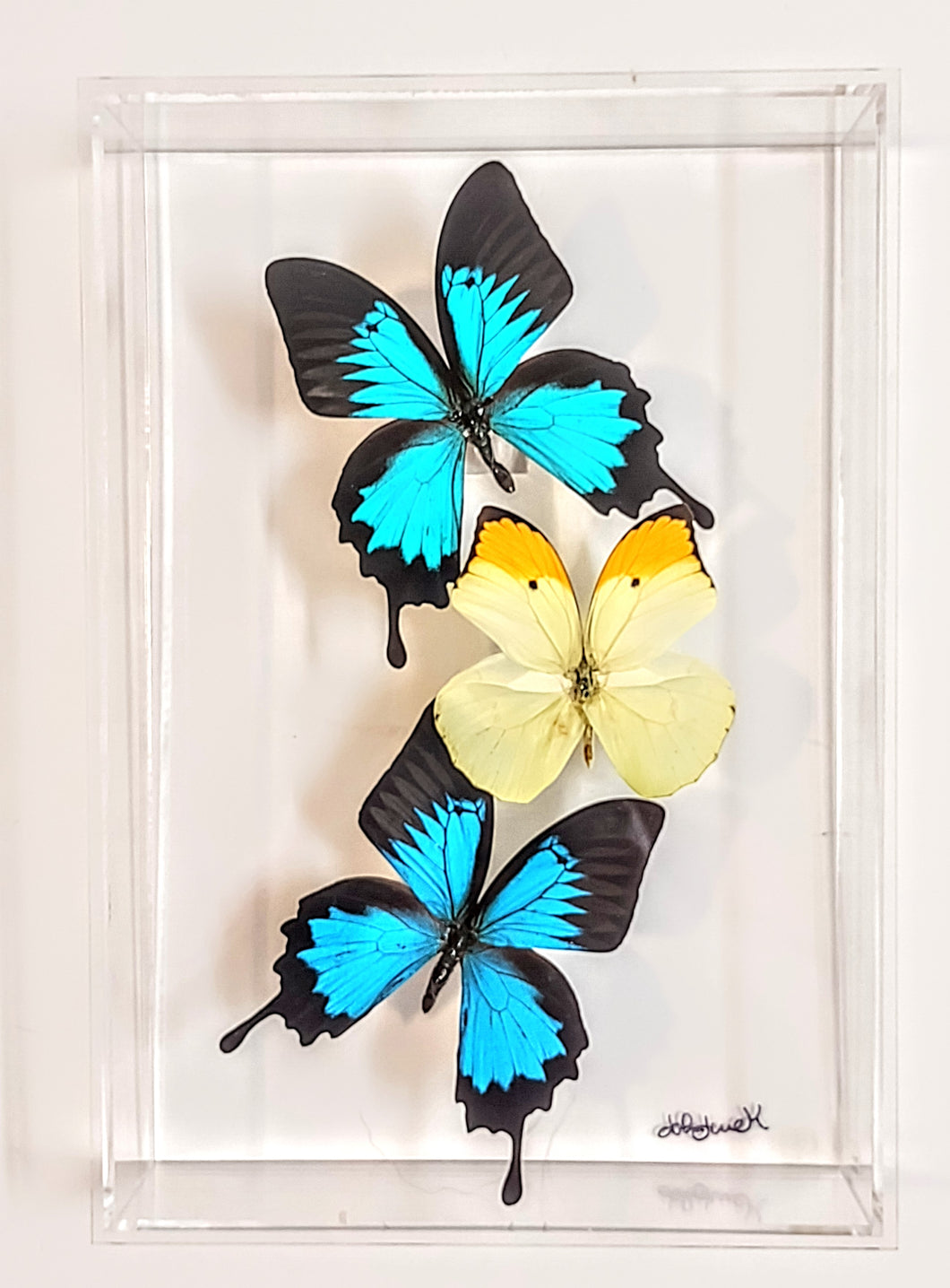 Framed butterflies preserved in acrylic display