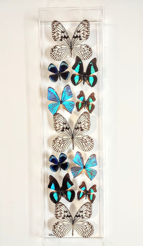 Framed butterflies preserved in acrylic display
