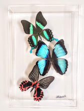 Load image into Gallery viewer, Framed butterflies preserved in acrylic display

