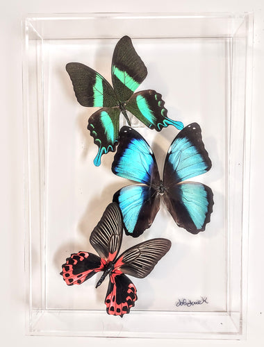 Framed butterflies preserved in acrylic display