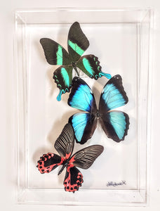 Framed butterflies preserved in acrylic display