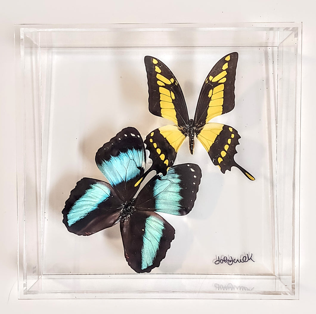 8x8 Framed Butterflies-Mounted Butterflies-Preserved Butterflies