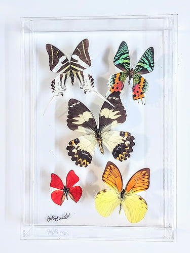 Framed butterflies preserved in acrylic display
