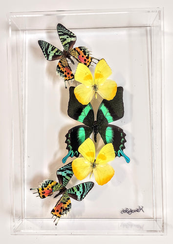 green and yellow Framed butterflies preserved in acrylic display
