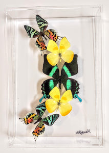 green and yellow Framed butterflies preserved in acrylic display
