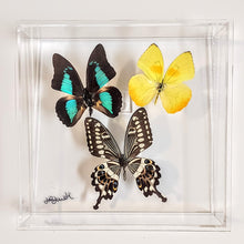 Load image into Gallery viewer, 8x8 Framed Butterflies-Mounted Butterflies-Preserved Butterflies
