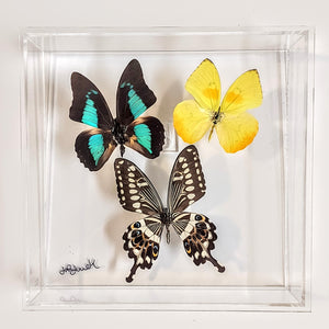 8x8 Framed Butterflies-Mounted Butterflies-Preserved Butterflies
