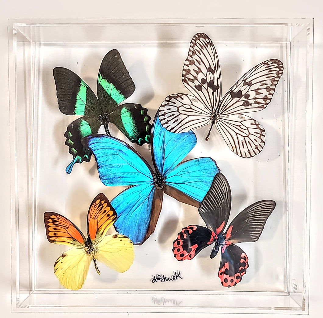 Framed Butterflies-Mounted Butterflies-Preserved Butterflies