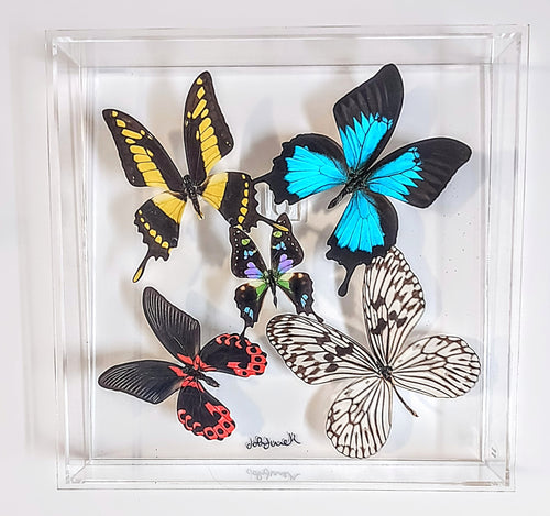 Framed butterfly preserved in acrylic display
