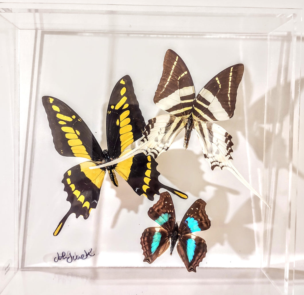 8x8 Framed Butterflies-Mounted Butterflies-Preserved Butterflies