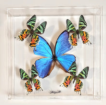 Load image into Gallery viewer, Real framed butterflies preserved in acrylic frame


