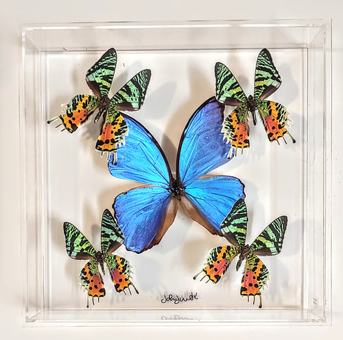 Real framed butterflies preserved in acrylic frame
