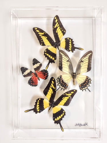 Framed butterflies preserved in acrylic display