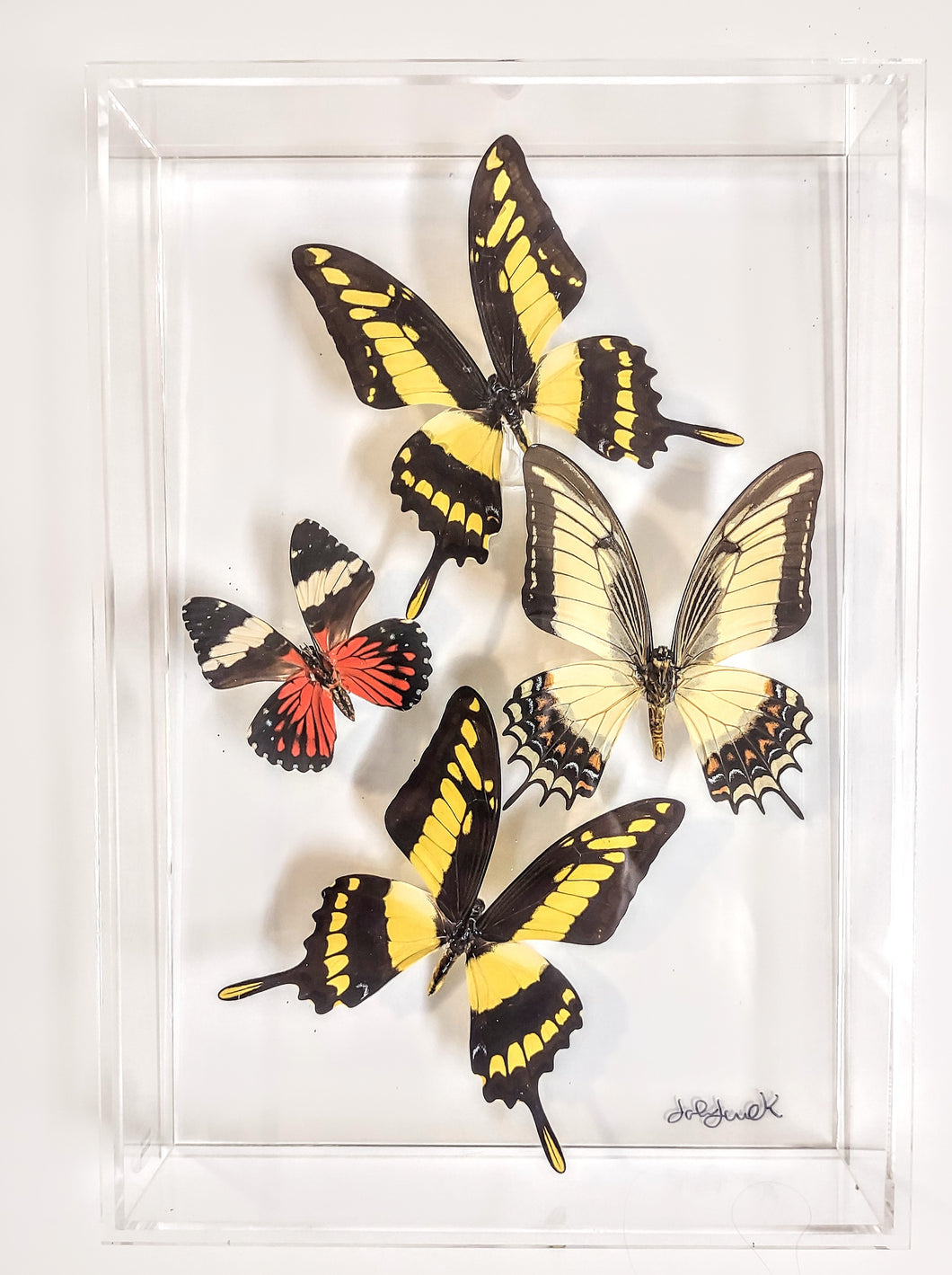 Framed butterflies preserved in acrylic display