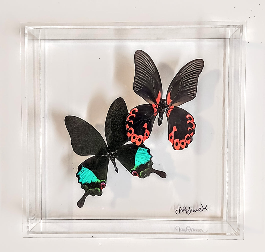 8x8 Framed Butterflies-Mounted Butterflies-Preserved Butterflies