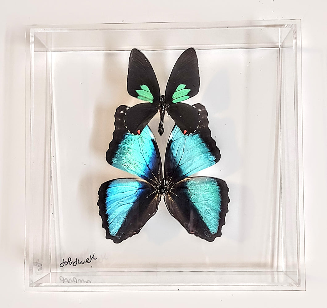 8x8 Framed Butterflies-Mounted Butterflies-Preserved Butterflies