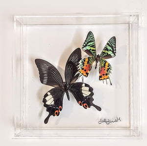 8x8 Framed Butterflies-Mounted Butterflies-Preserved Butterflies