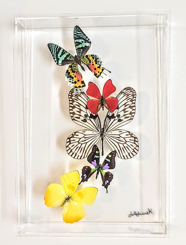 Framed butterfly preserved in acrylic display
