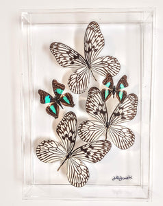 Real Framed Butterflies