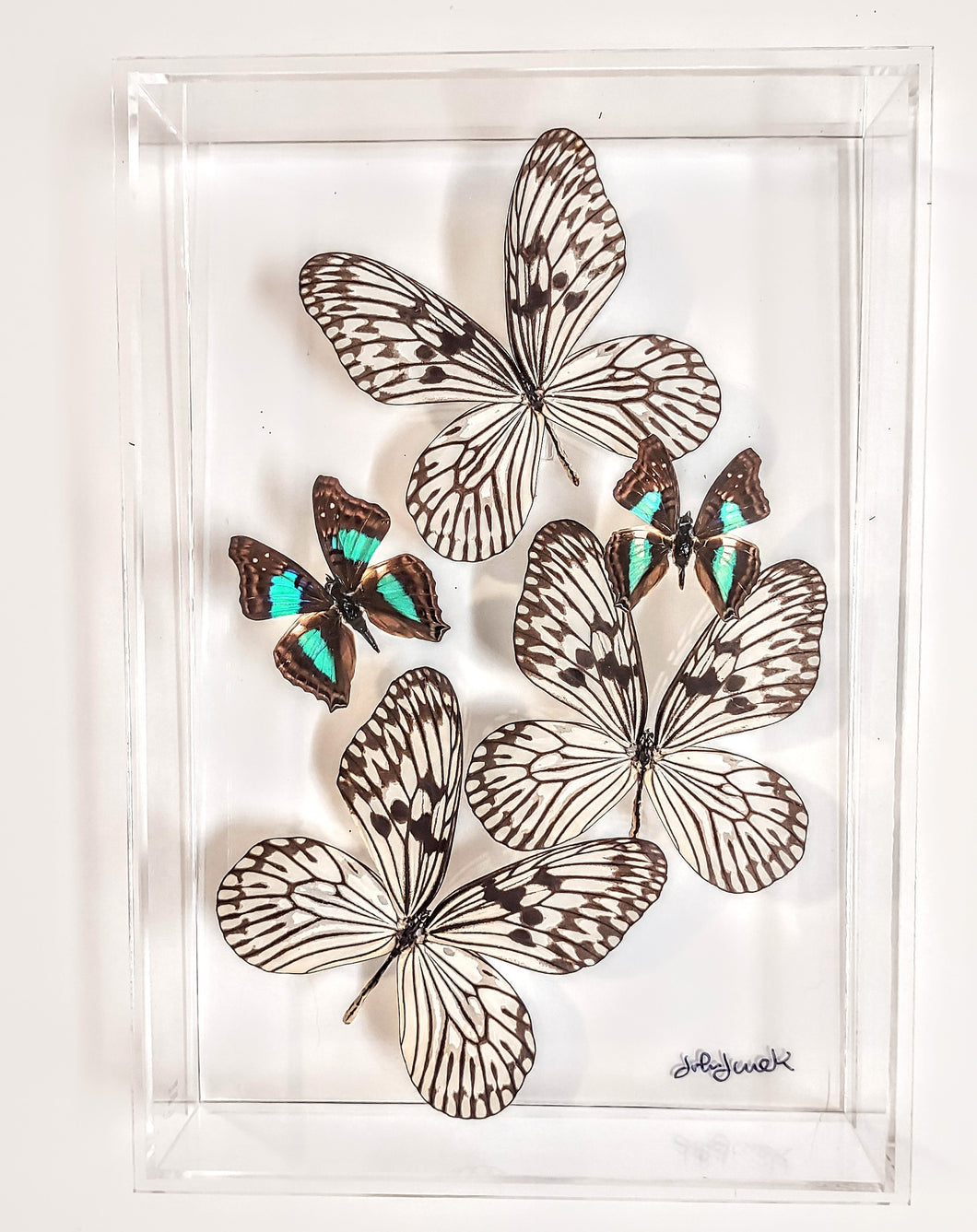 Real Framed Butterflies