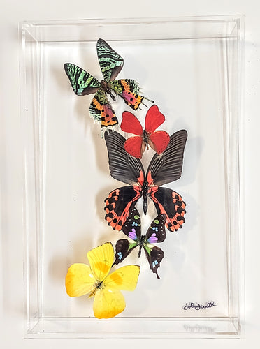 Framed butterflies preserved in acrylic display
