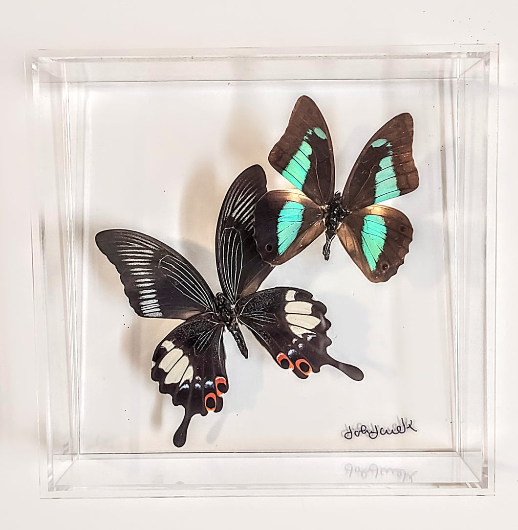 8x8 Framed Butterflies-Mounted Butterflies-Preserved Butterflies