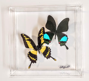 8x8 Framed Butterflies-Mounted Butterflies-Preserved Butterflies