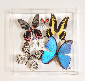 Framed Butterflies-Mounted Butterflies-Preserved Butterflies