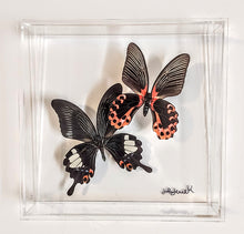 Load image into Gallery viewer, 8x8 Framed Butterflies-Mounted Butterflies-Preserved Butterflies
