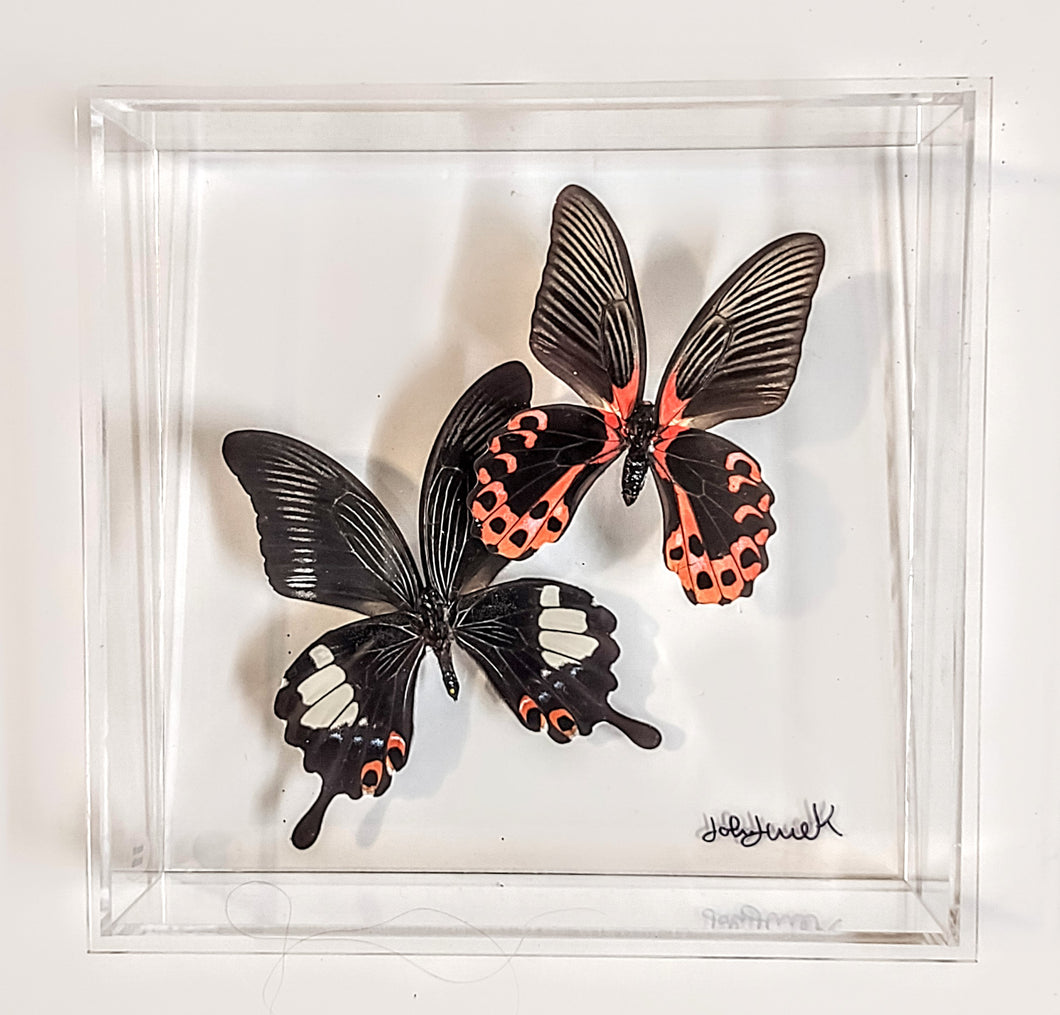 8x8 Framed Butterflies-Mounted Butterflies-Preserved Butterflies