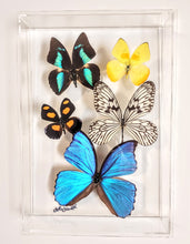 Load image into Gallery viewer, Framed butterflies preserved in acrylic display
