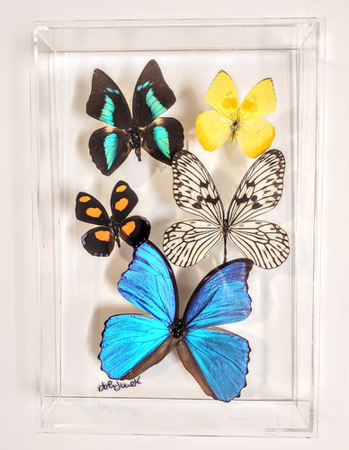 Framed butterflies preserved in acrylic display