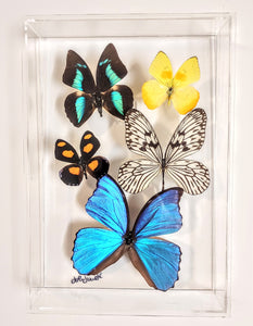 Framed butterflies preserved in acrylic display