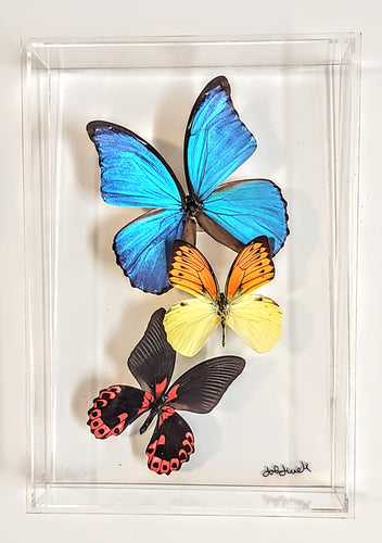 Framed butterfly preserved in acrylic display
