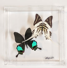 Load image into Gallery viewer, 8x8 Framed Butterflies-Mounted Butterflies-Preserved Butterflies
