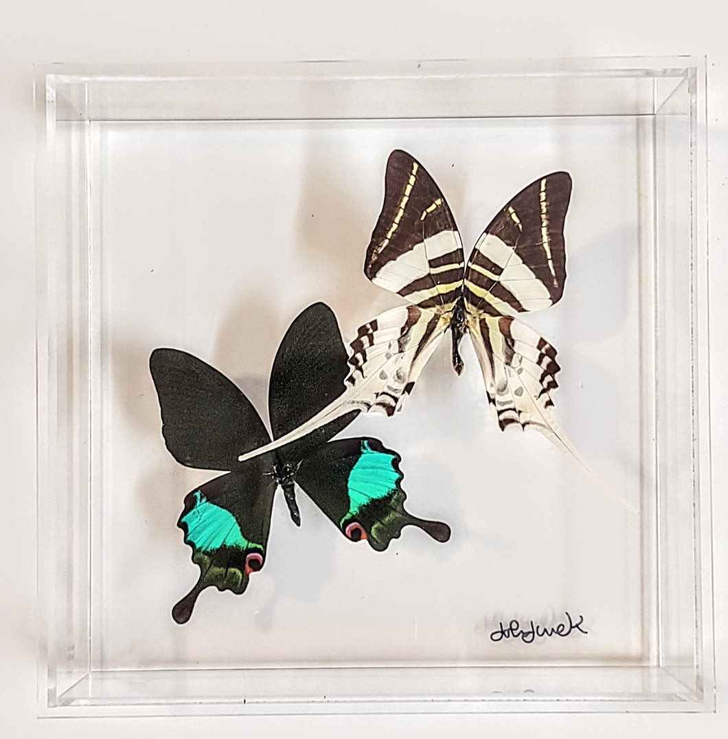 8x8 Framed Butterflies-Mounted Butterflies-Preserved Butterflies