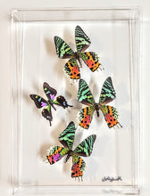 Load image into Gallery viewer, Framed butterfly preserved in acrylic display

