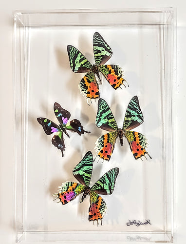 Framed butterfly preserved in acrylic display
