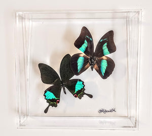 8x8 Framed Butterflies-Mounted Butterflies-Preserved Butterflies
