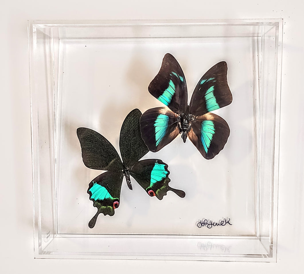 8x8 Framed Butterflies-Mounted Butterflies-Preserved Butterflies