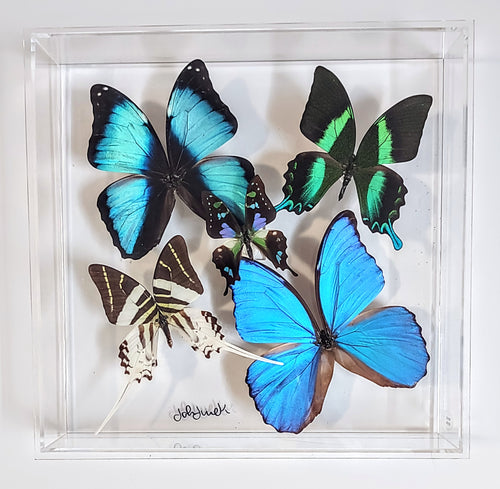 Framed butterfly preserved in acrylic display
