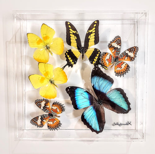 Mounted butterfly art in clear acrylic frame display
