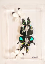 Load image into Gallery viewer, Framed green butterflies preserved in acrylic display
