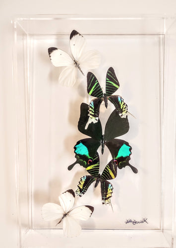 Framed green butterflies preserved in acrylic display