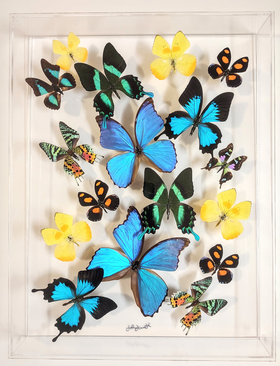 Framed Butterflies-Mounted Butterflies-Preserved Butterflies