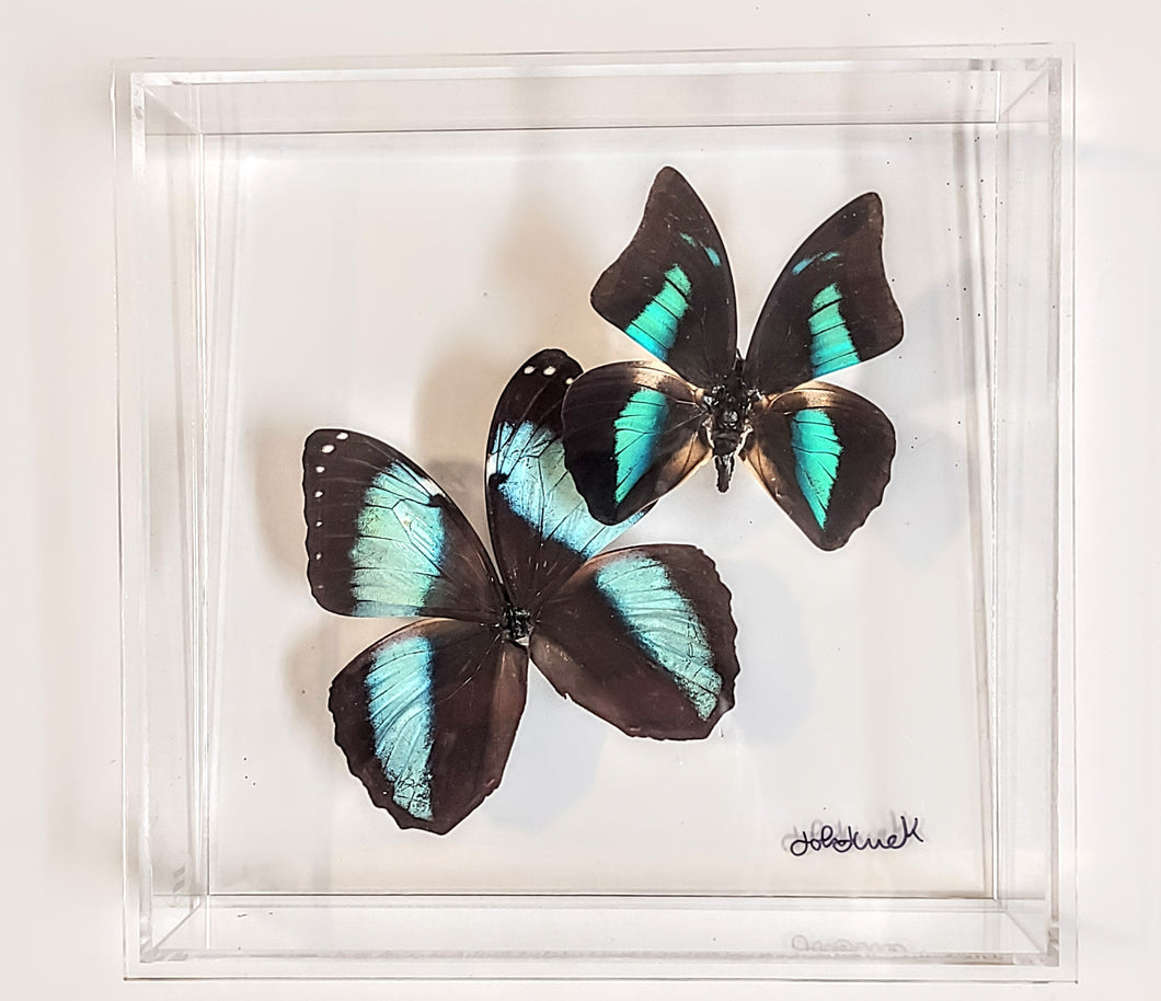 8x8 Framed Butterflies-Mounted Butterflies-Preserved Butterflies