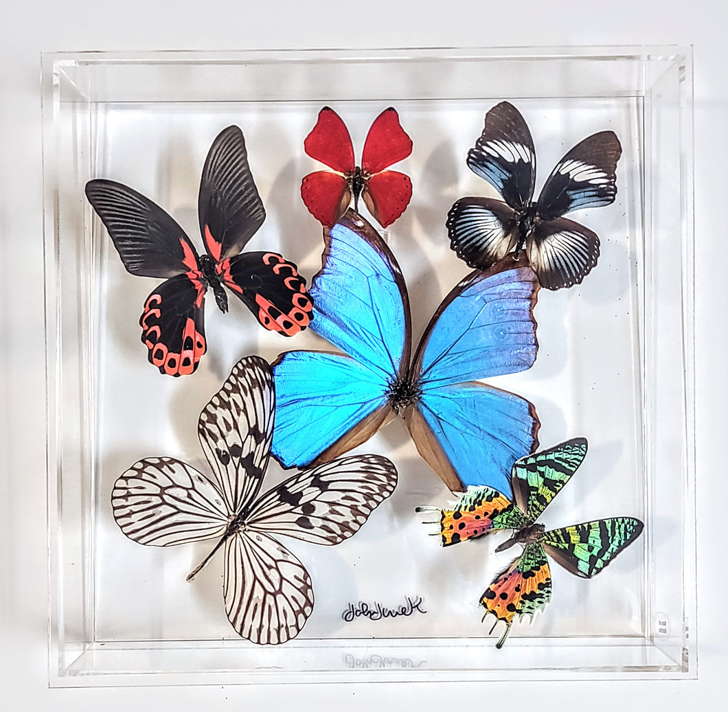 Framed Butterflies-Mounted Butterflies-Preserved Butterflies