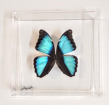 Load image into Gallery viewer, 8x8 Framed Butterflies-Mounted Butterflies-Preserved Butterflies
